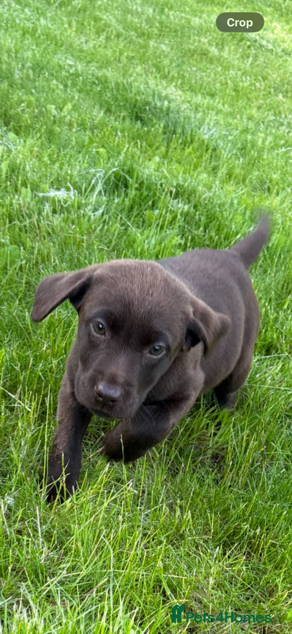 Labrador Retriever dogs FTCH lines KC fully health tested Labradors  - Advert 1