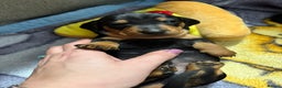 Dachshund dogs for sale: Beautiful Miniature Dachshund - Advert 40