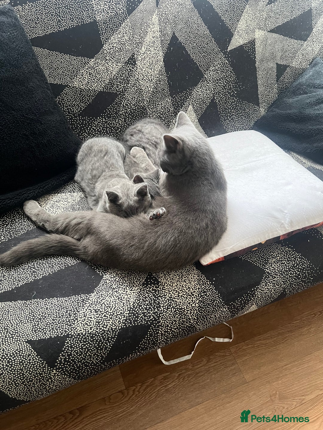 Brazilian Shorthair cats for sale: British Shorthair  - Image 6