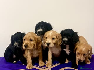 Cockapoo dogs BEAUTIFUL F1 COCKAPOOS - Advert 8