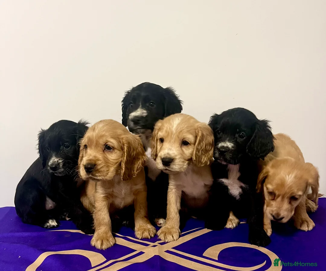 Cockapoo dogs for sale: ONE BOY LEFT.  F1 COCKAPOO - Advert 5