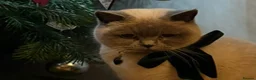 British Shorthair cats for sale: Chunky teddy bear GCCF British shorthair  - Advert 6