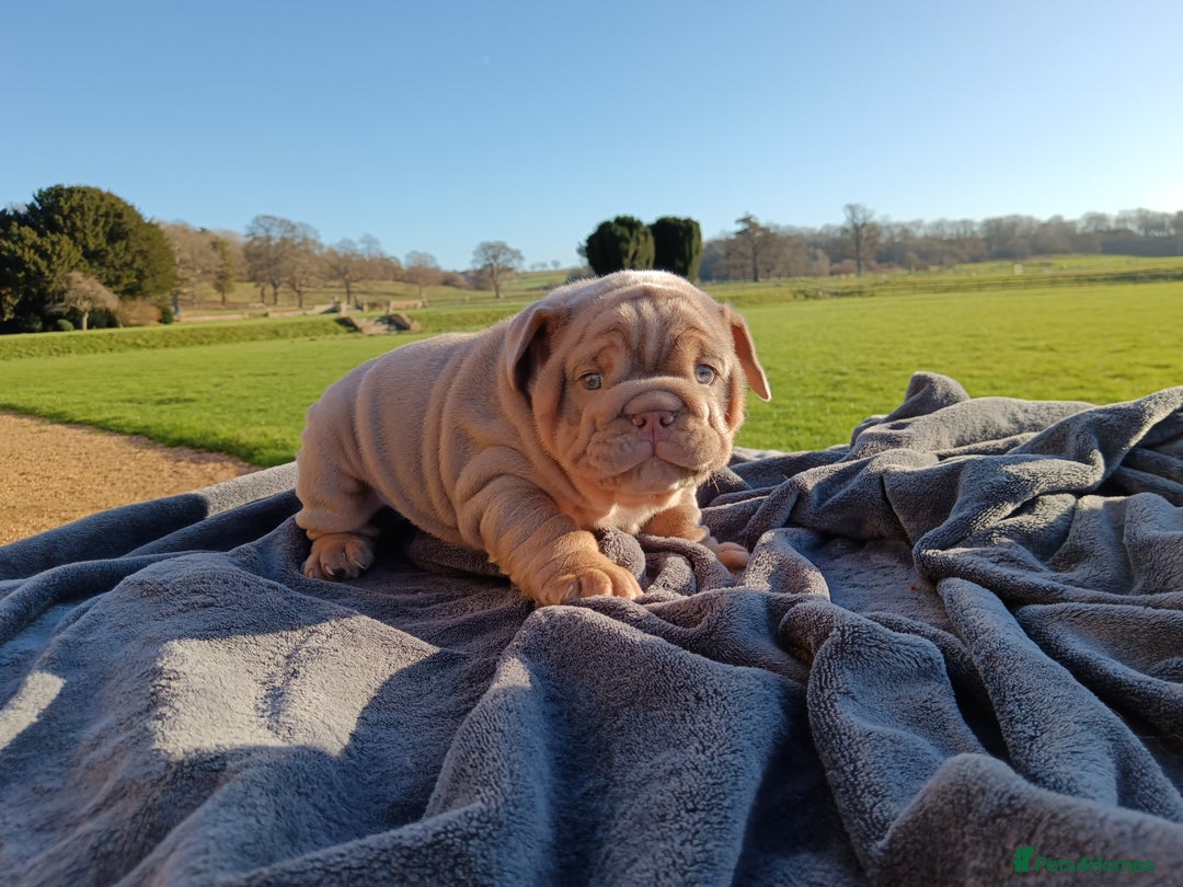 English Bulldog dogs for sale: 2 stunning males from the world famous Mr muscle  - Advert 30