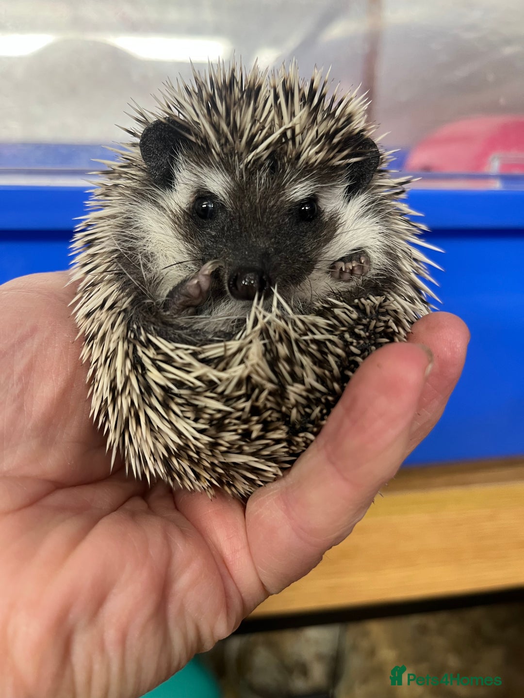 Pygmy Hedgehog rodents for sale: Stunning super friendly hoglets ready now!  - Image 11