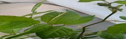 Stick Insects invertebrates for sale: Indian Stick Insects & Eggs for sale  in London - Advert 1