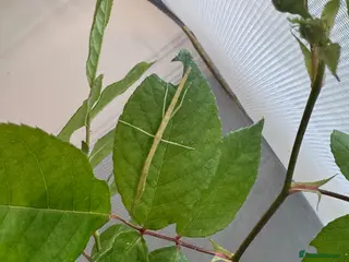 Stick Insects invertebrates Indian Stick Insects & Eggs for sale - Advert 1