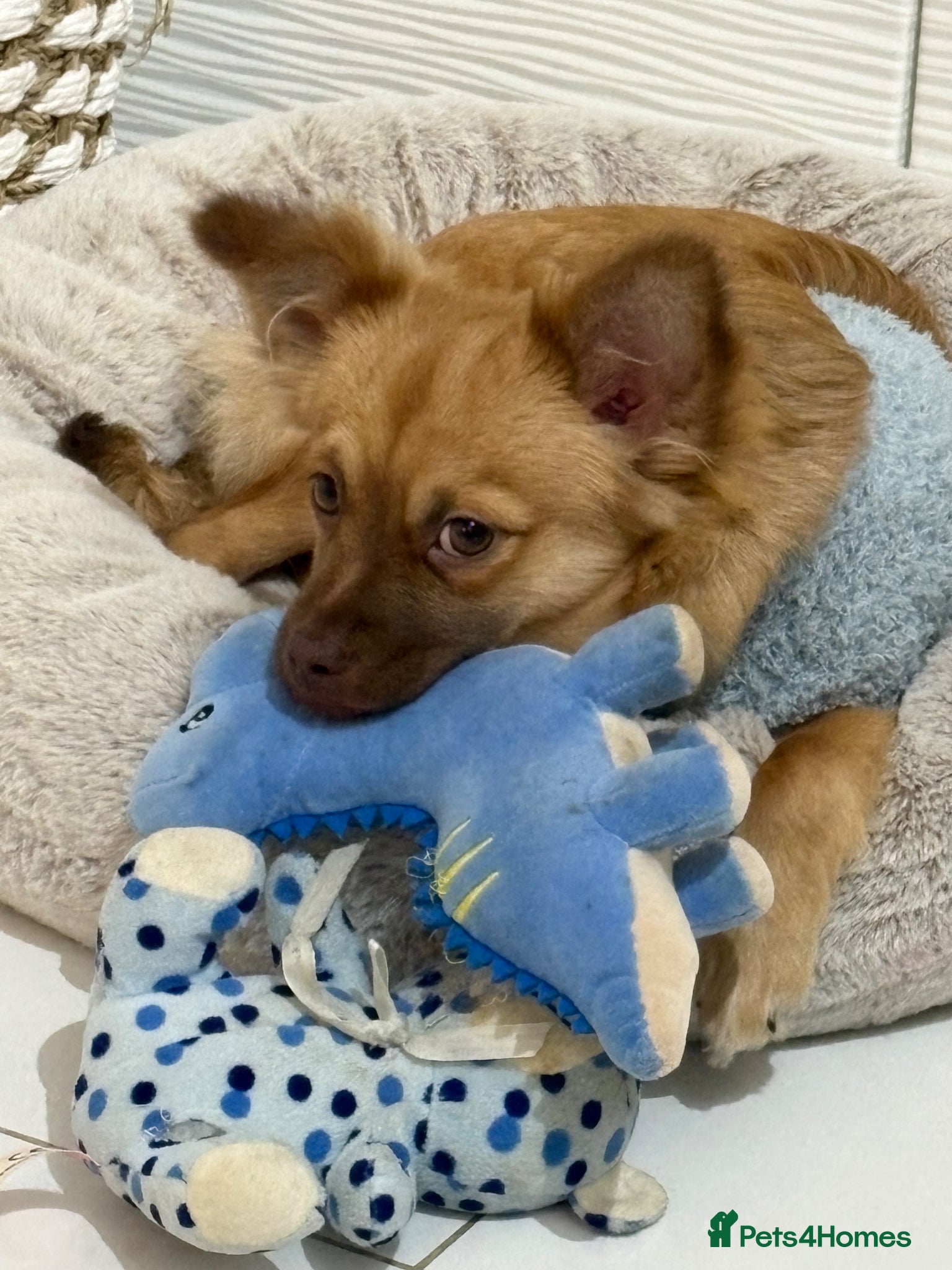 Mixed Breed dogs Long haired mixed breed chihuahua  - Advert 1