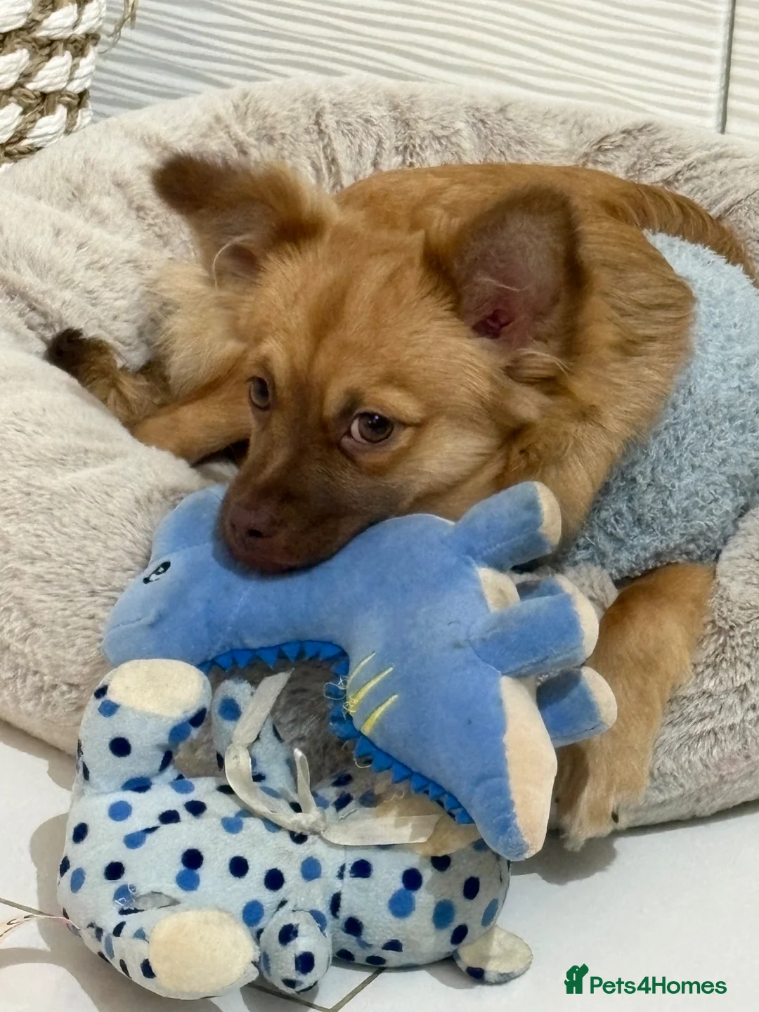 Mixed Breed dogs for sale: Long haired mixed breed chihuahua  - Advert 1