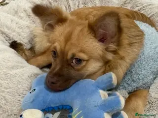 Mixed Breed dogs Long haired mixed breed chihuahua - Advert 2