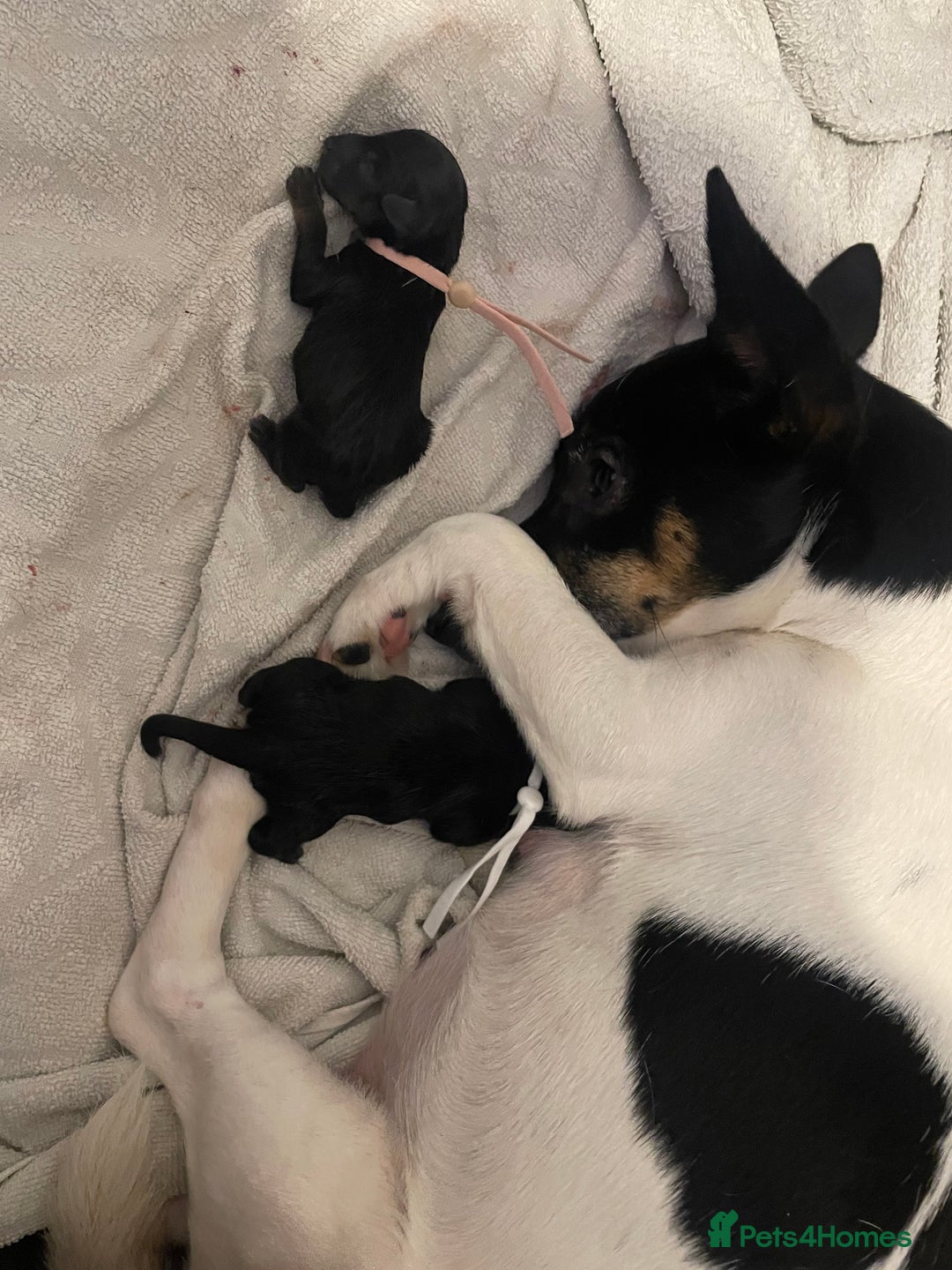 Jack Russell dogs for sale: Jack Russell Puppies - Advert 4
