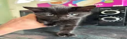 Mixed Breed cats for sale: 3 kittens  - Advert 4