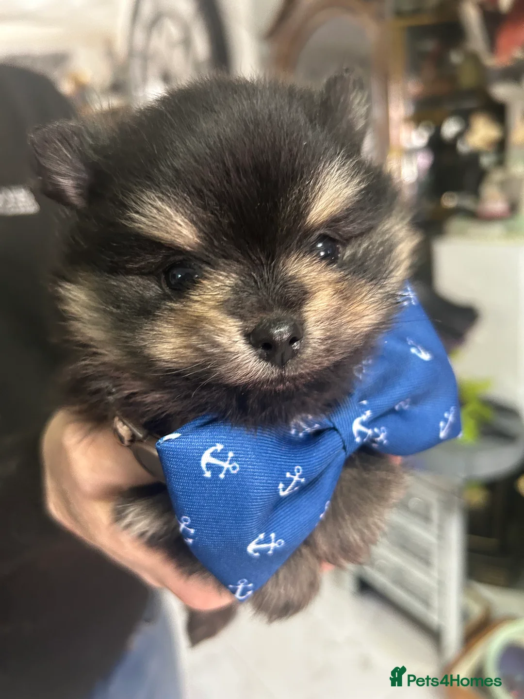 Pomeranian dogs for sale:  POMERANIAN BOY - Advert 1