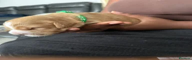 Cockapoo 1