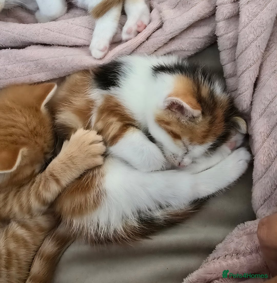 Mixed Breed cats for sale: Fluffy kittens - Image 9