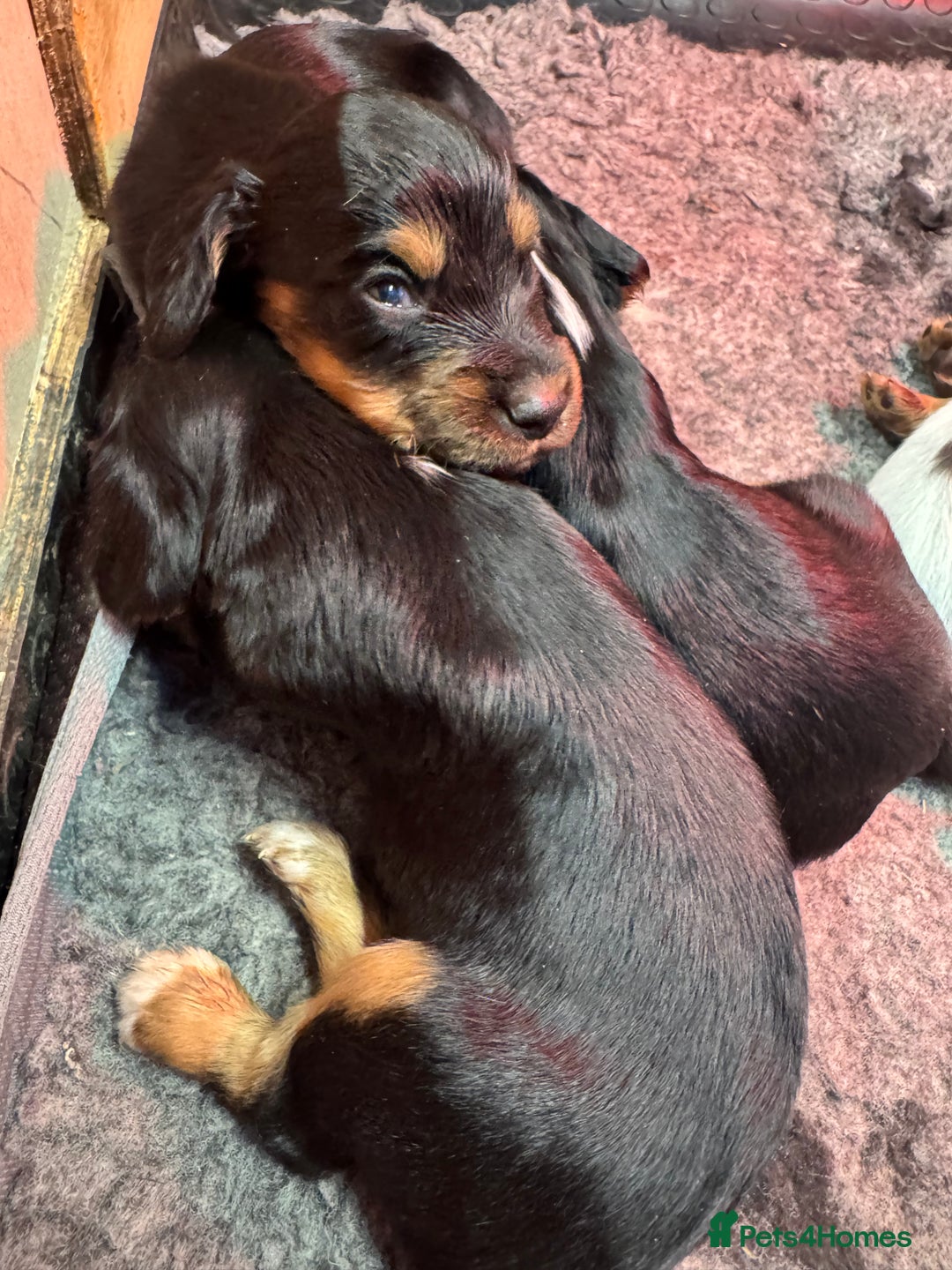 Cocker Spaniel dogs for sale: Working Cocker Spaniel Puppies - Advert 11