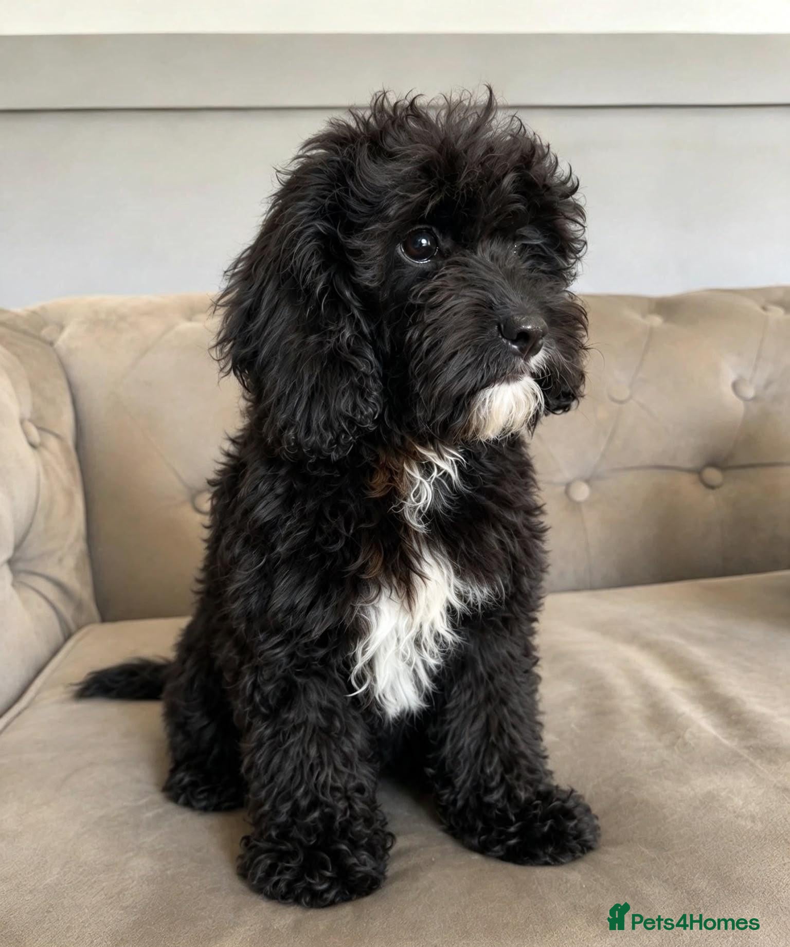 Cavapoo dogs Meet Oreo – Our Beautiful Sweet Cavapoo - Advert 2