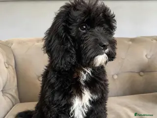 Cavapoo dogs Meet Oreo – Our Beautiful Sweet Cavapoo - Advert 2
