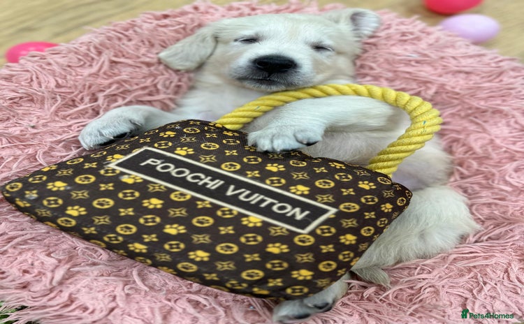 Golden Retriever dogs - Advert 1