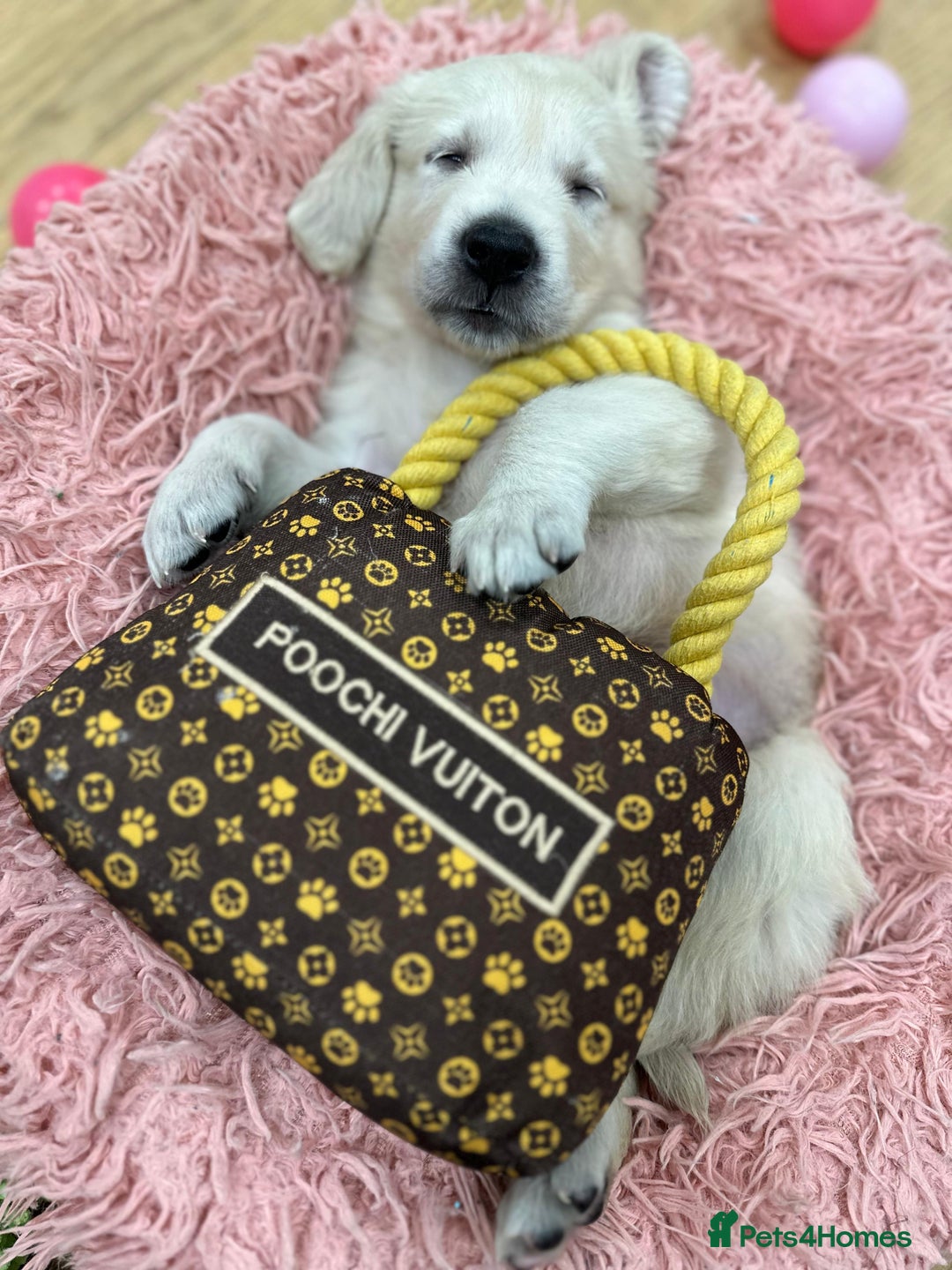 Golden Retriever dogs for sale: Beautiful Golden Retriever Puppies - Image 2
