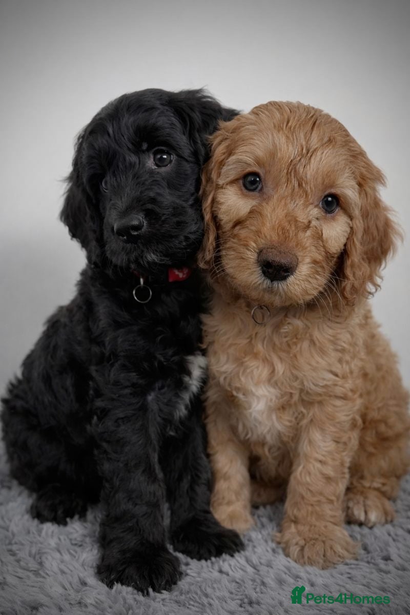 Cockapoo dogs  🇺🇸1 Blue Eye Boy & 1 Black&White Boy Left‼️ - Advert 1