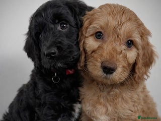Cockapoo dogs 🇺🇸1 Blue Eye Boy & 1 Black&White Boy Left‼️ - Advert 1