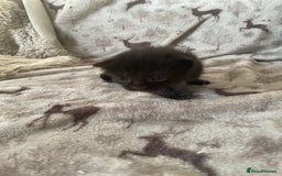 Mixed Breed cats for sale: Beautiful fluffy kittens for sale - Image 3