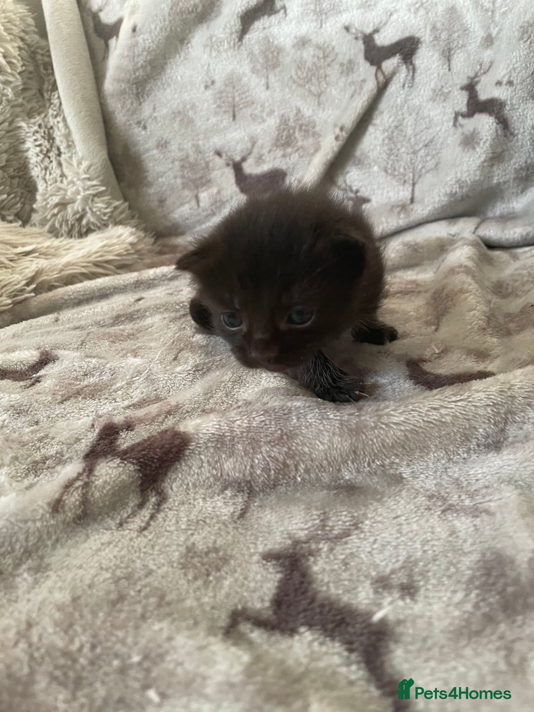 Mixed Breed cats for sale: Beautiful fluffy kittens for sale - Image 3