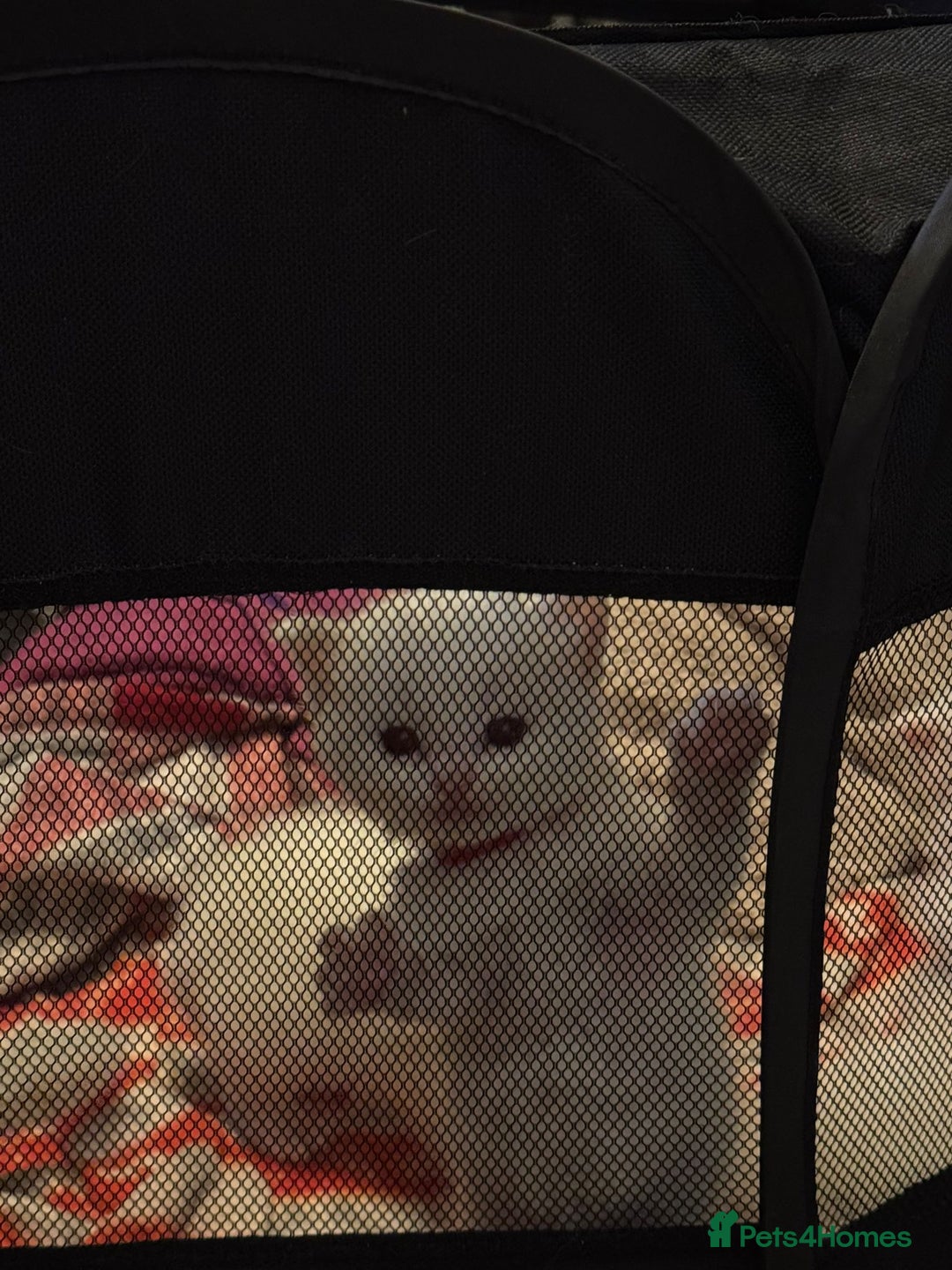 Ragdoll cats for sale: 1 Male kitten  - Image 18