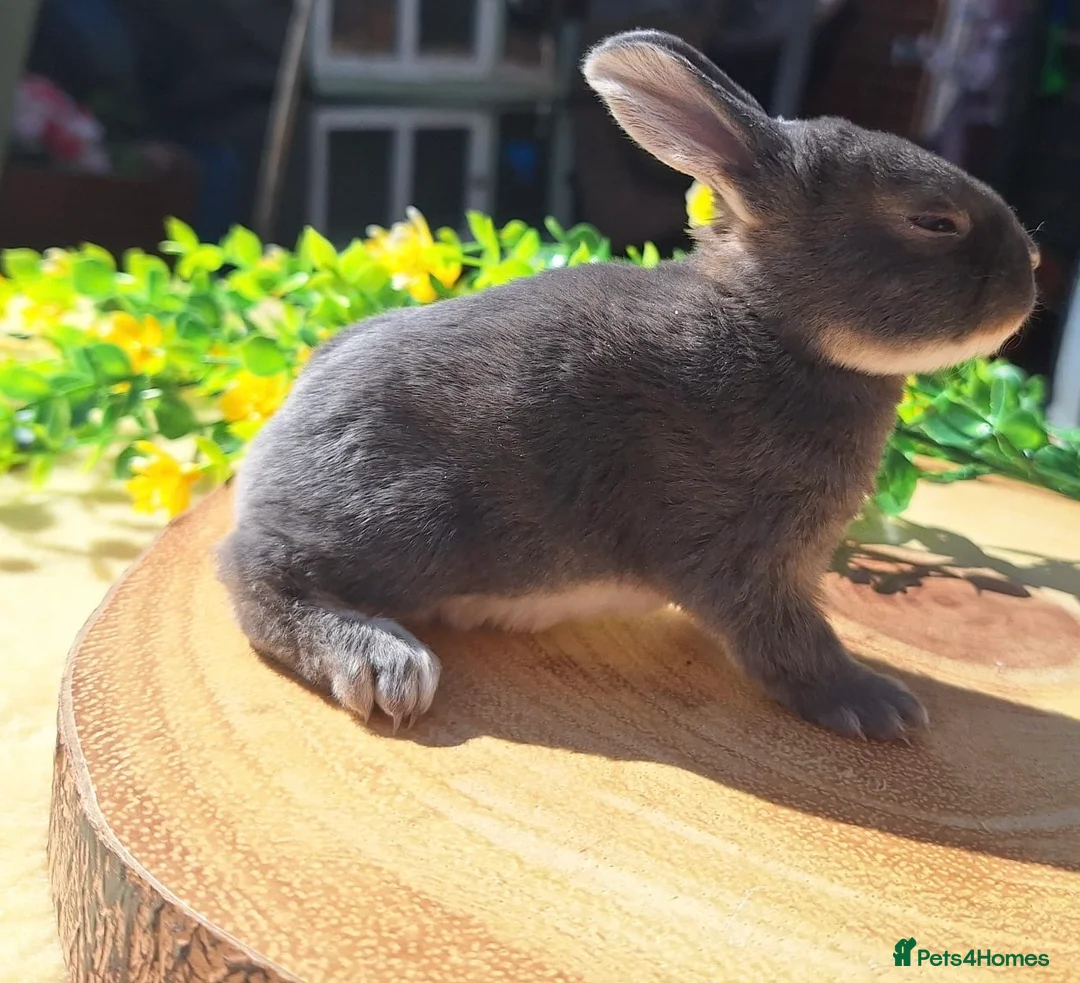 Rex rabbits for sale: Five mini Rex  - Advert 2