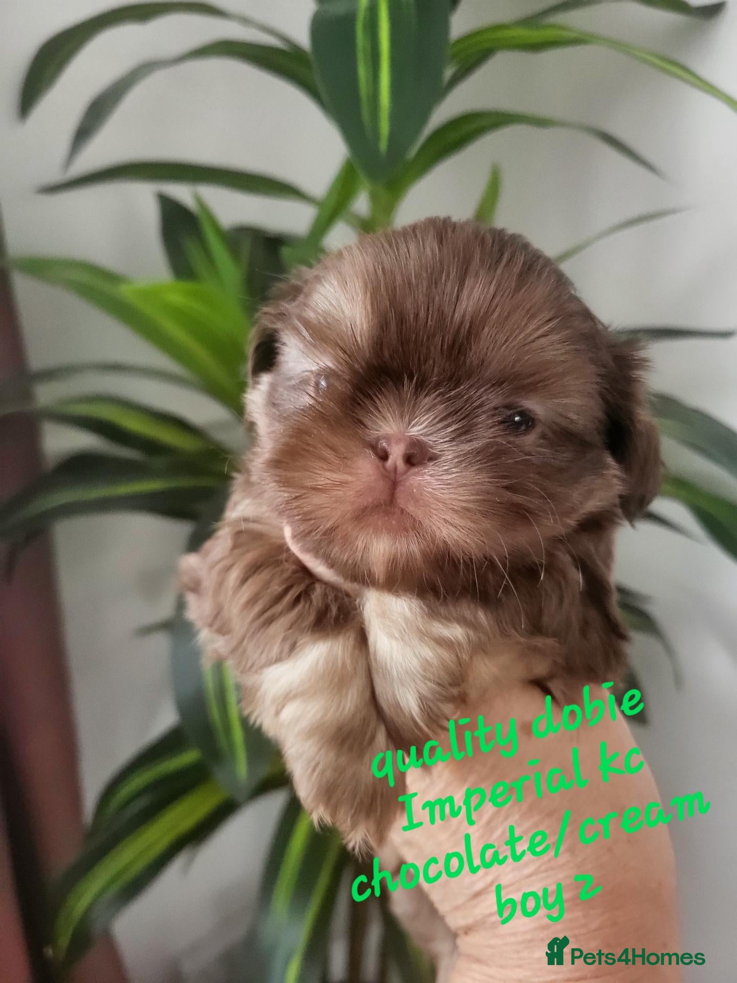 Shih Tzu dogs for sale: Quality dobie kc Imperial shih tzu  - Advert 9