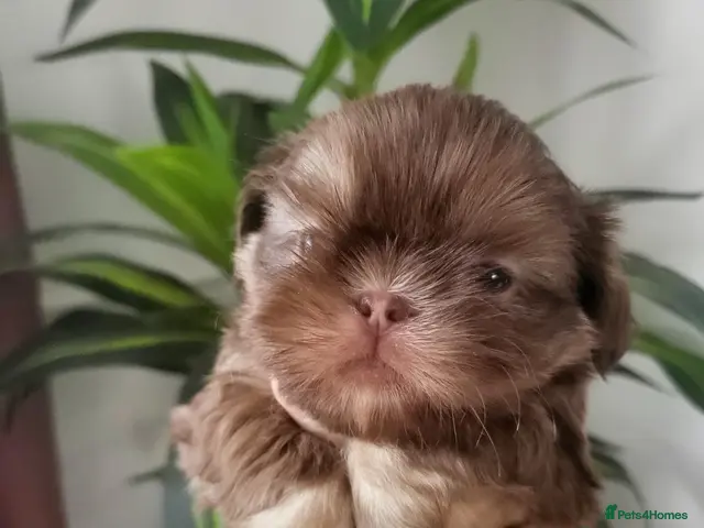 Shih Tzu dogs for sale: Quality dobie kc Imperial shih tzu - Advert 9
