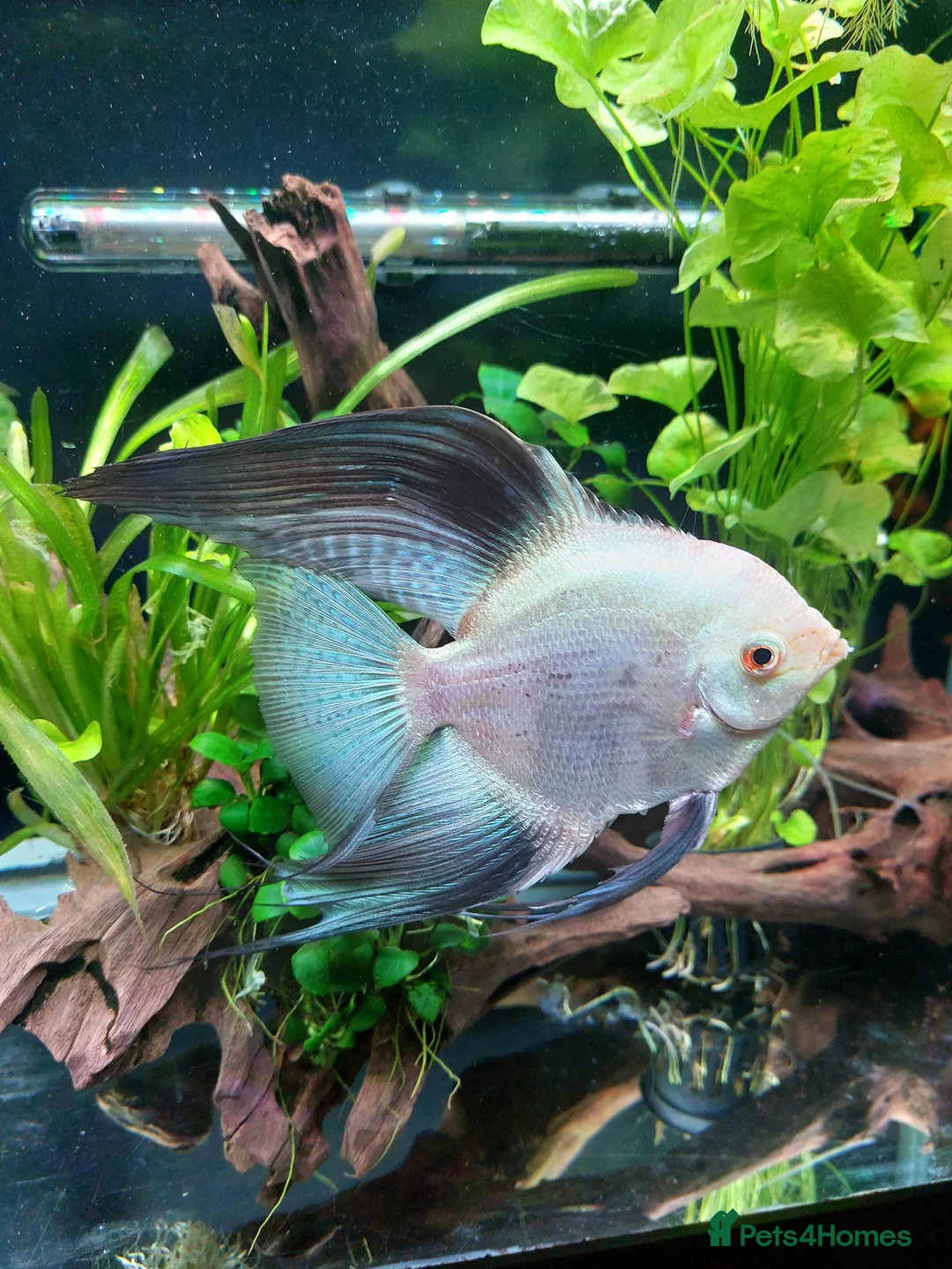 Angelfish fish for sale: Angelfish  - Advert 4