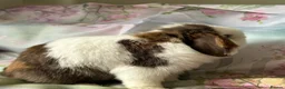 Mini Lop rabbits for sale: Pure bred show quality mini lops  - Advert 8