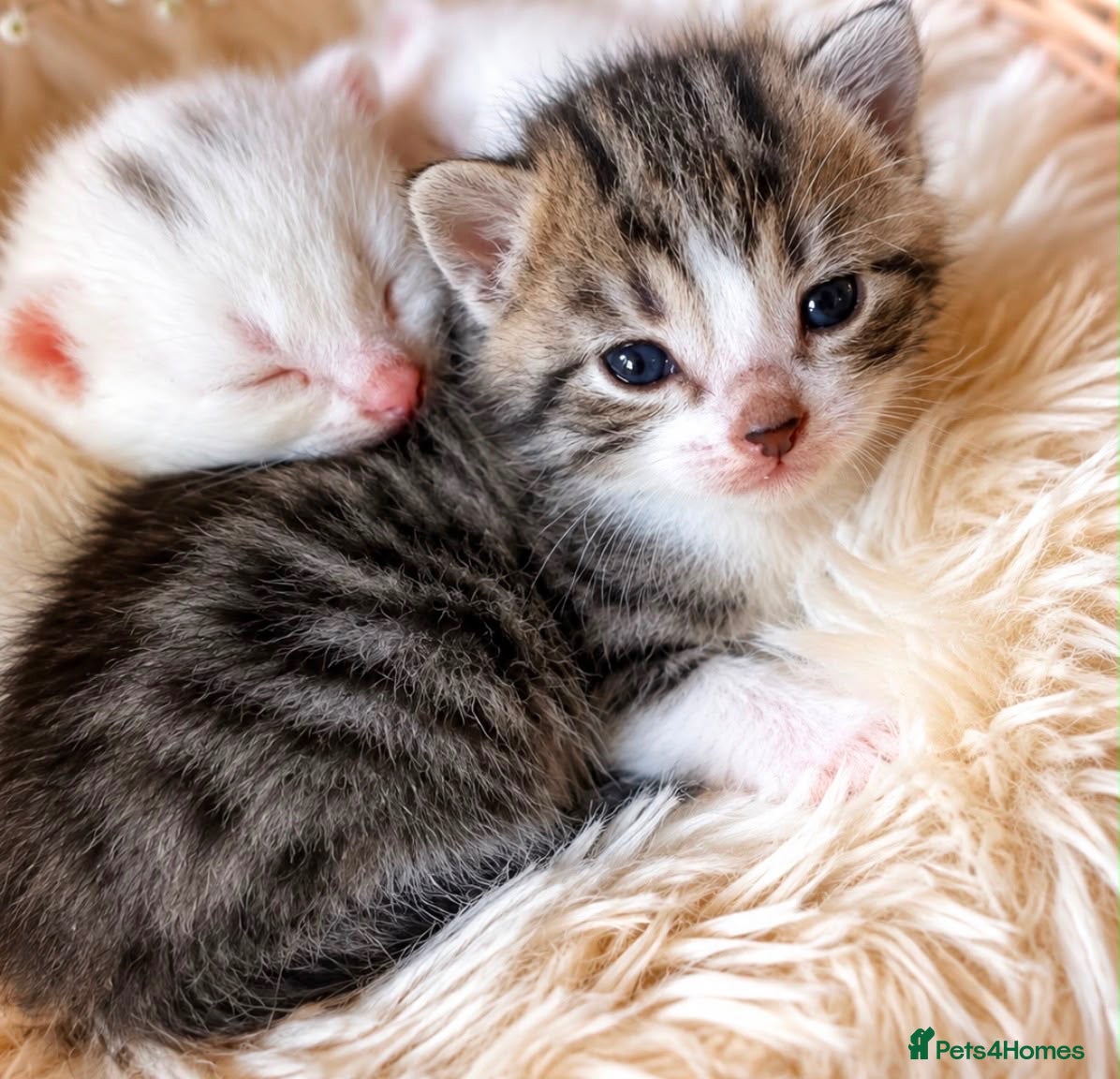 Turkish Angora cats Four Adorable Kittens!  - Advert 1