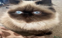 Exotic cats for sale: Outstanding Exotic Persian  - Image 10
