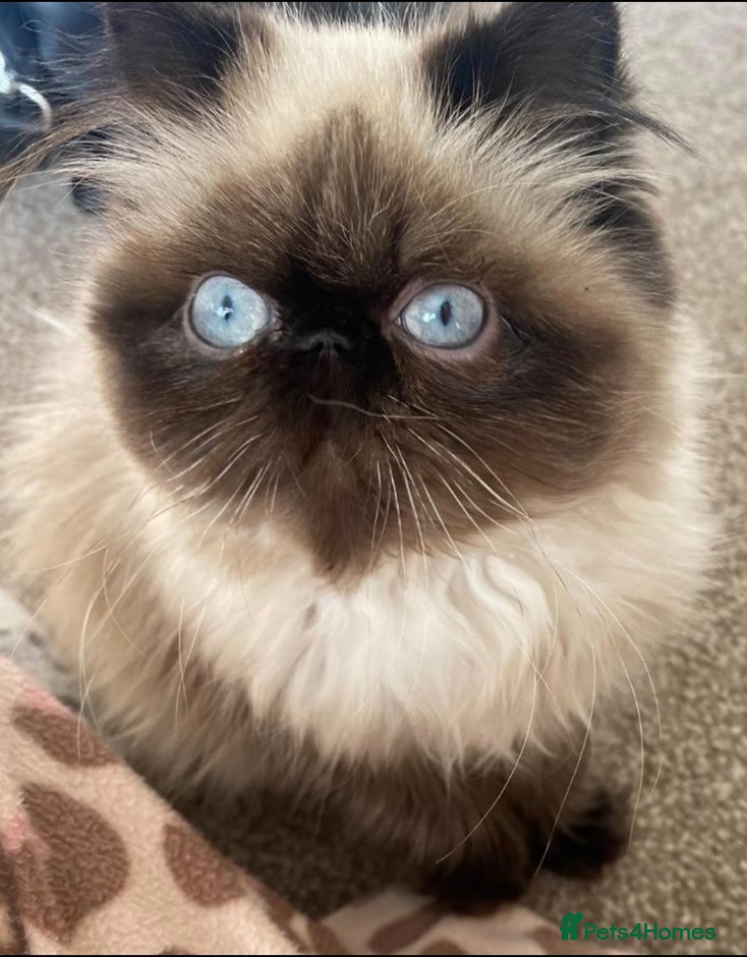 Exotic cats for sale: Outstanding Exotic Persian  - Image 10