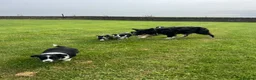 Border Collie dogs for sale: Border Collie Puppy’s litter of 6 gorgeous pups.  - Advert 36
