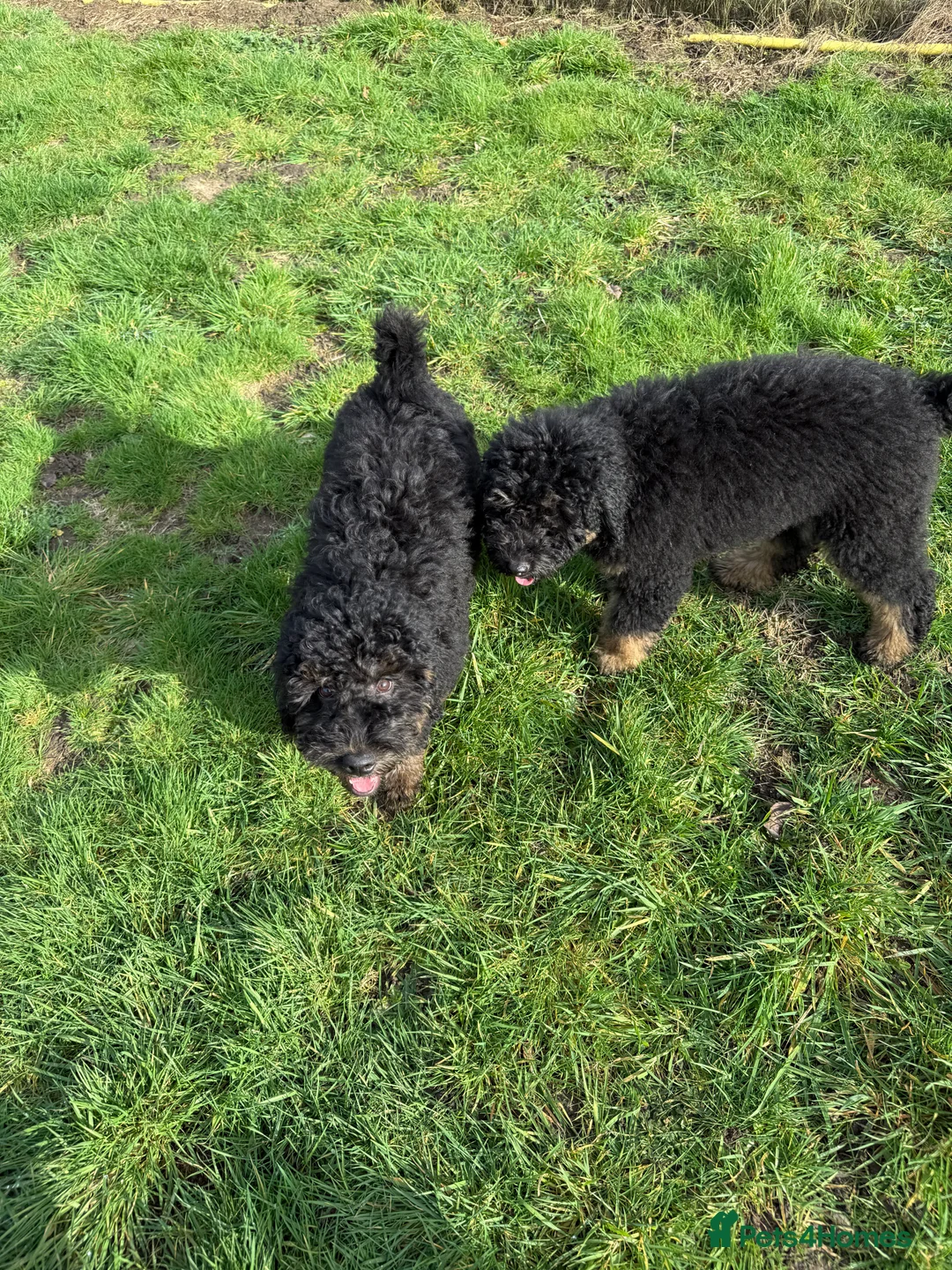 Bernedoodle dogs for sale: Mini Health Tested Bernedoodle - Advert 5