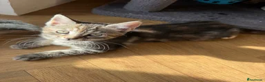 Maine Coon 4