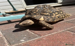 Tortoise reptiles for sale: Two leopards and 1 large Sulcata tortoise  - Image 4