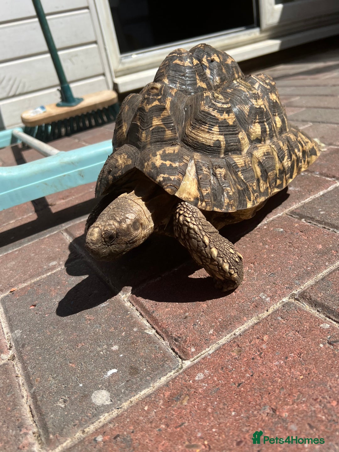 Tortoise reptiles for sale: Two leopards and 1 large Sulcata tortoise  - Image 4
