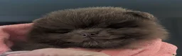 Pomeranian dogs for sale: MOCHI the chocolate pom boy in Sunderland - Advert 18
