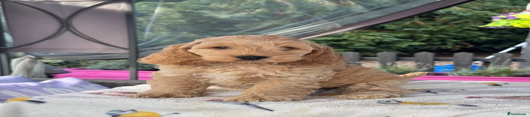 Cockapoo Puppy 4