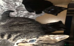 Mixed Breed cats for sale: 2 male kittens for sale  - Image 7
