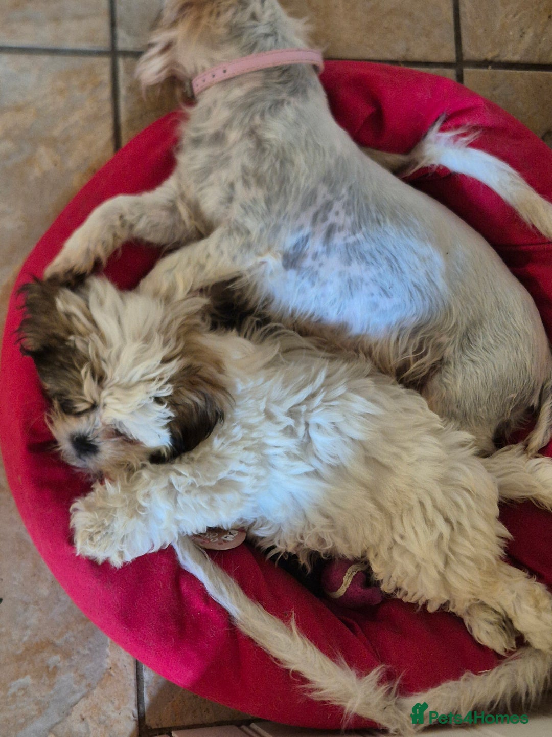 Shihpoo dogs for sale: Shipo male left  - Image 7