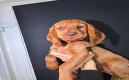 Cocker Spaniel dogs for sale: Pure breed cocker spaniels puppies  - Image 18