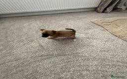 Mixed Breed dogs for sale: Beautiful baby girl, 12 weeks old  - Image 3