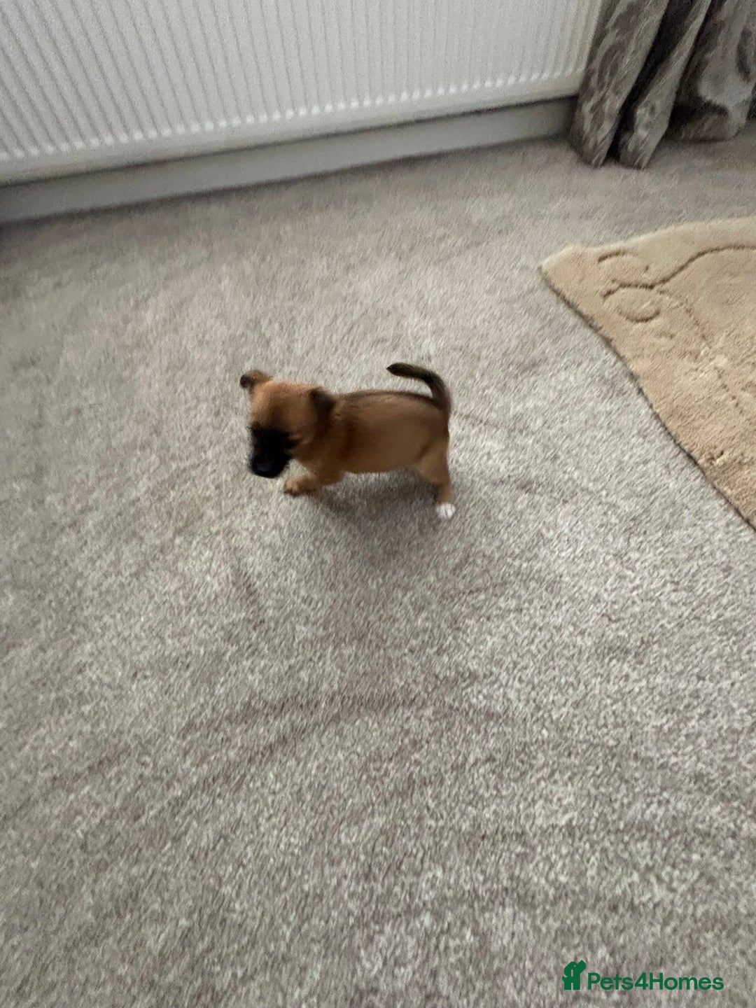 Mixed Breed dogs for sale: Beautiful baby girl, 12 weeks old  - Image 3