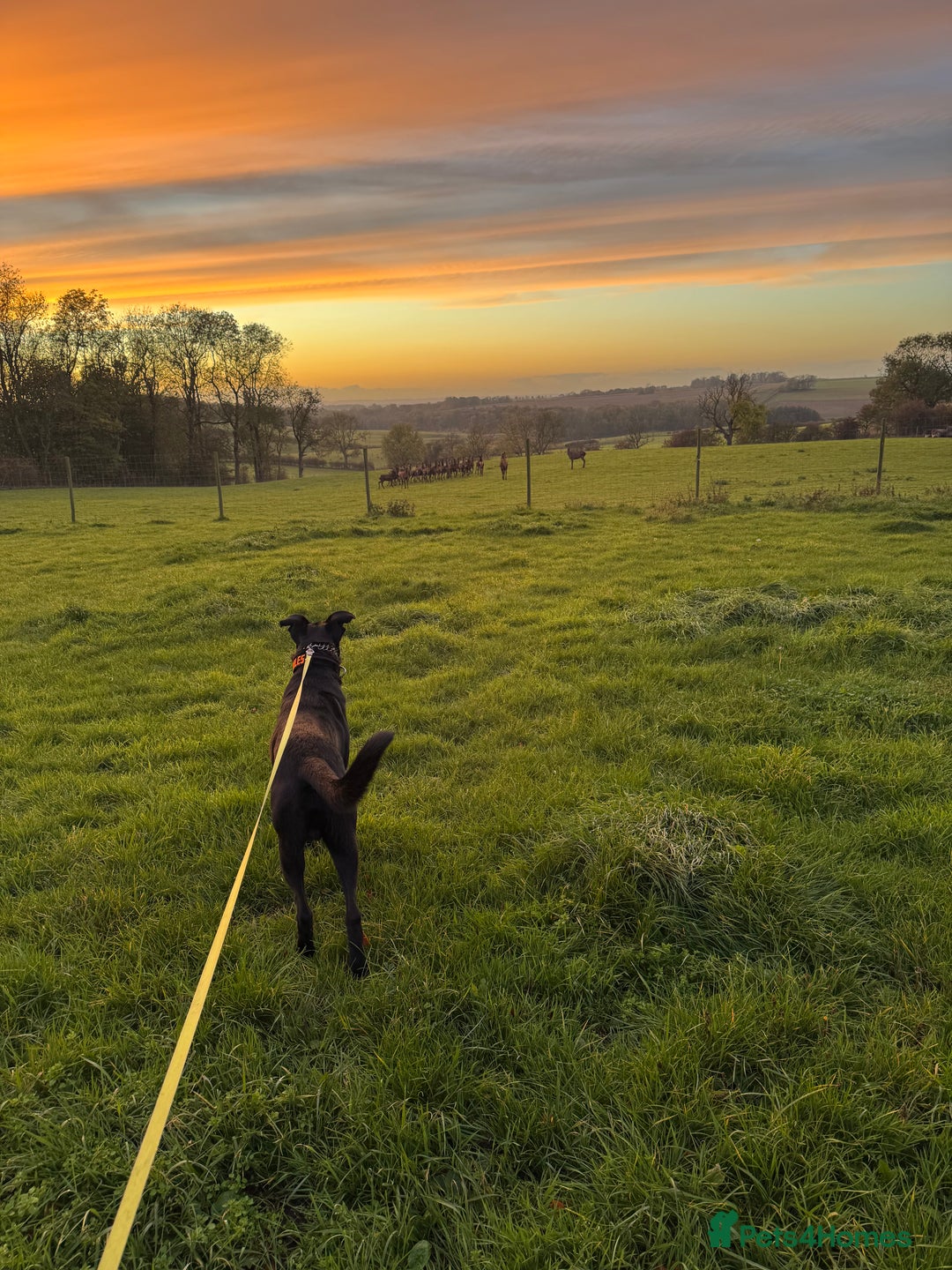 Mixed Breed dogs for sale: Madjeska shepherd for sale  - Advert 7