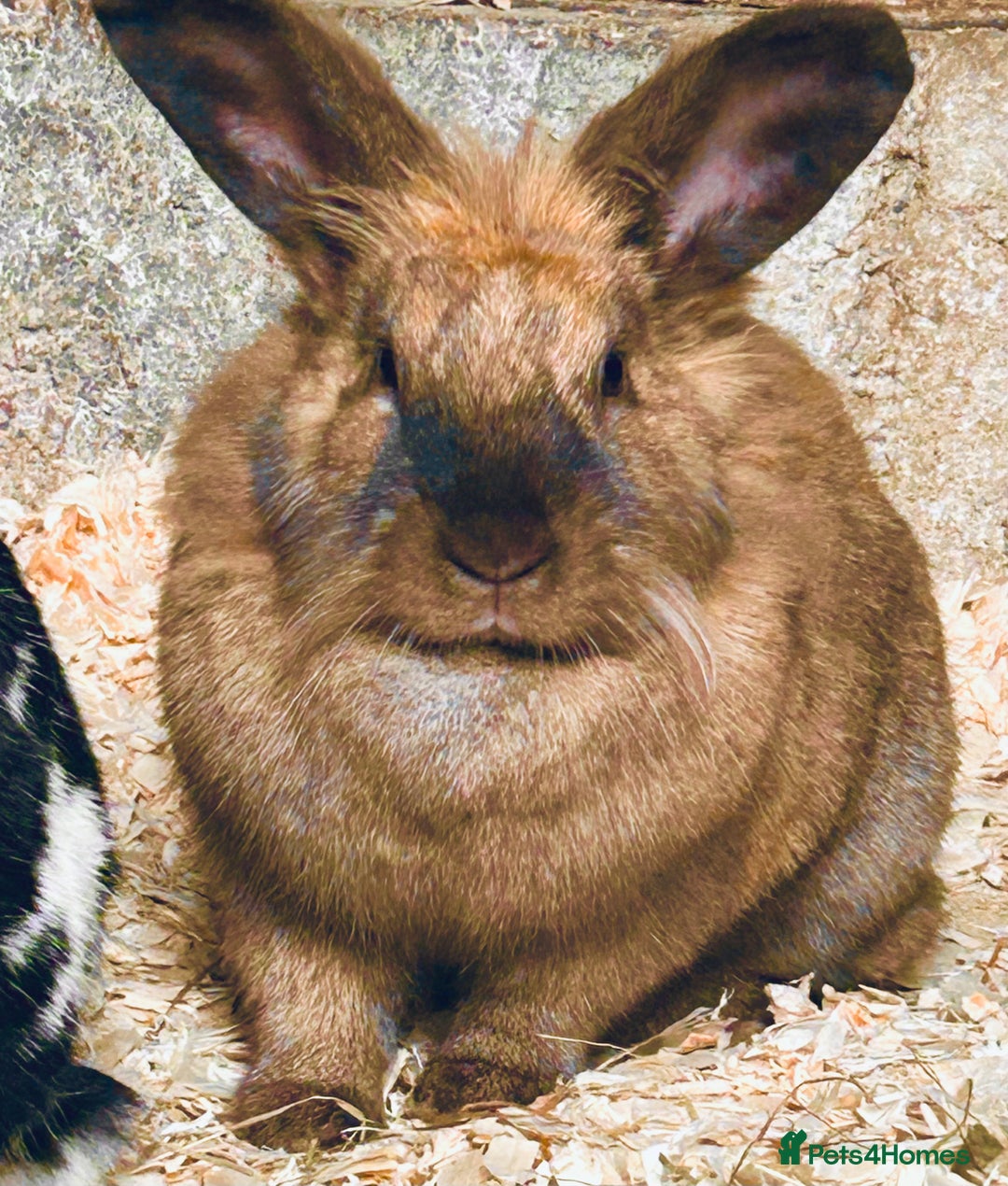 Mixed Breed rabbits for sale: Beautiful bonded sisters 2yrs old. - Advert 2